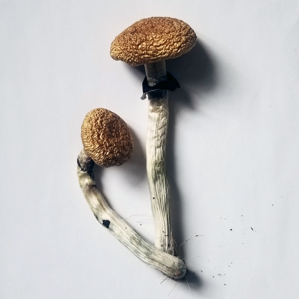 Golden Teacher Mushrooms Online